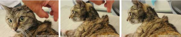 Afwijkingen die is gevonden: een uitgedroogde kat